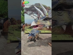 Реалистическое трио трицератопов: ревущая группа с динамическим движением и доисторическим дисплеем